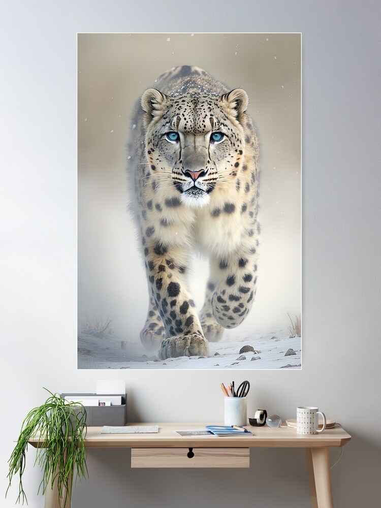 Snow leopard with blue eyes in the snow