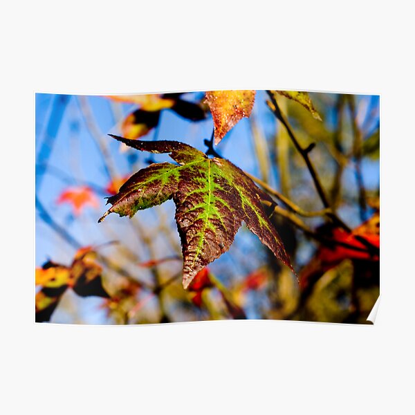 Autumn's Palette Poster