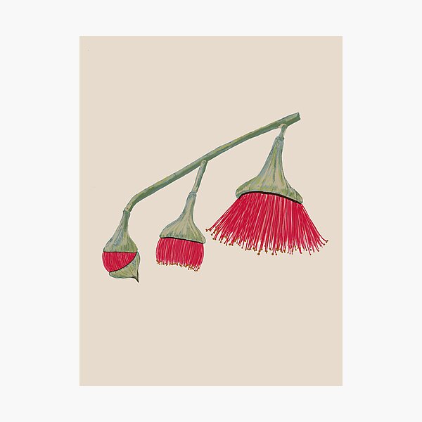 Item preview, Blooming Eucalytpus Flowers  designed and sold by Intrepid-Dragon.