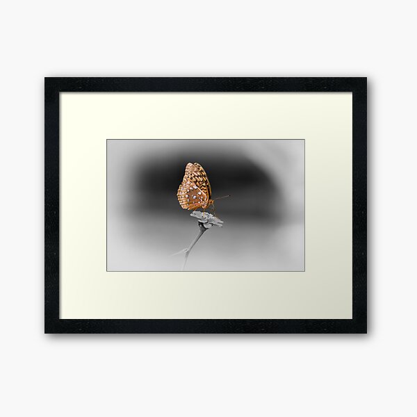 Butterfly Seeking Nectar Framed Art Print