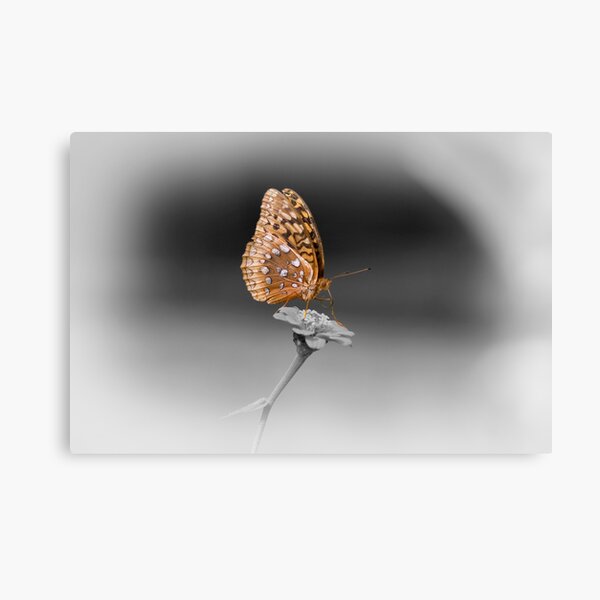 Butterfly Seeking Nectar Canvas Print
