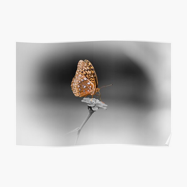 Butterfly Seeking Nectar Poster