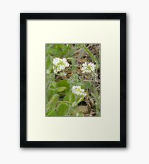 Tiny Flowers Framed Print