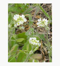 Tiny Flowers Photographic Print
