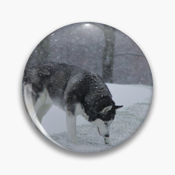 Item preview, Blue Eye Siberian Husky in the Snow with Trees in the background designed and sold by myhuskymax.