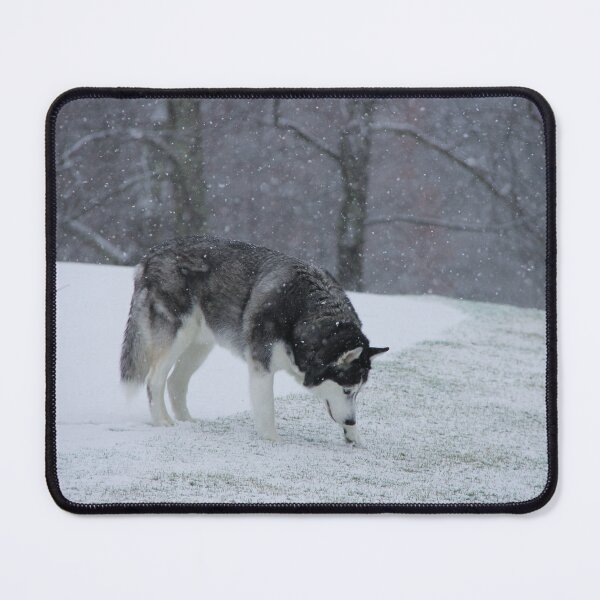 Item preview, Blue Eye Siberian Husky in the Snow with Trees in the background designed and sold by myhuskymax.