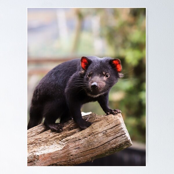 Item preview, diablo en árbol designed and sold by Cosmic  Fox Photography.