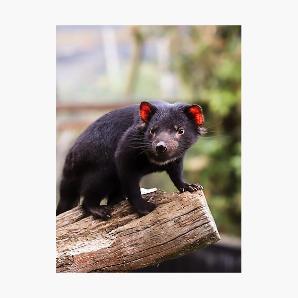 Item preview, Devil on Tree designed and sold by Cosmic  Fox Photography.