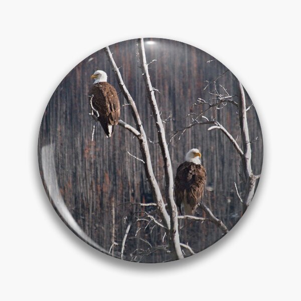 Item preview, Bald eagles on the lookout designed and sold by WildMountainArt.