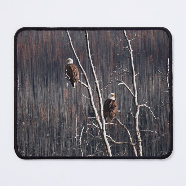 Item preview, Bald eagles on the lookout designed and sold by WildMountainArt.