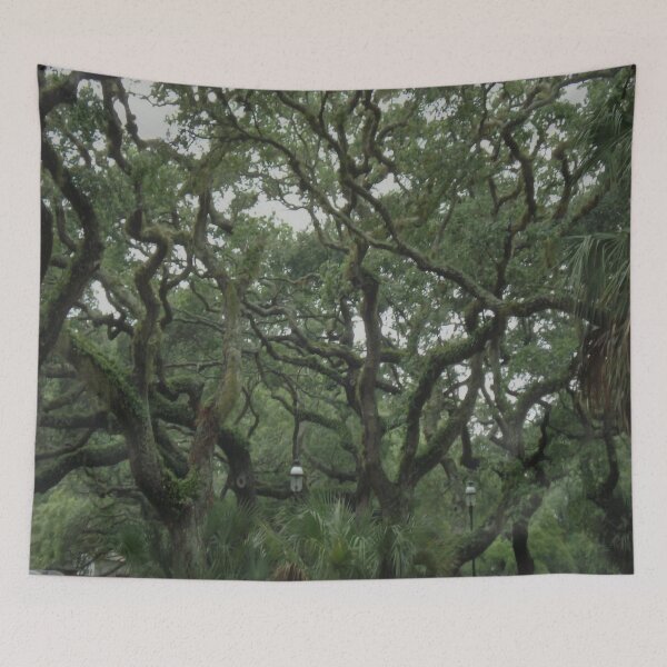 Artikelvorschau, Old Tree in St. Augustine entworfen und verkauft von Craig Kauzmann.