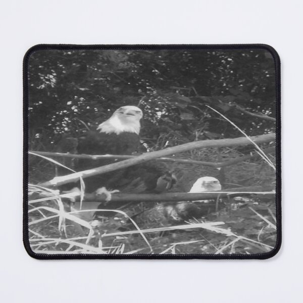 Item preview, Bald Eagles designed and sold by Craig Kauzmann.