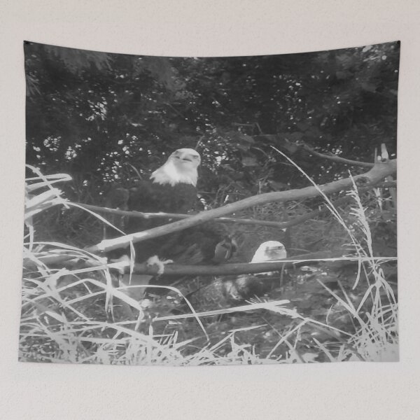 Item preview, Bald Eagles designed and sold by Craig Kauzmann.