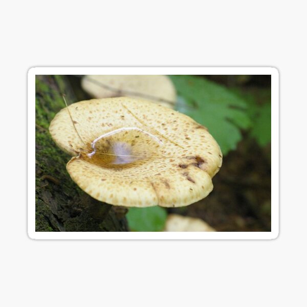 Item preview, Mushroom with Pixie Pond designed and sold by PatGoltz.