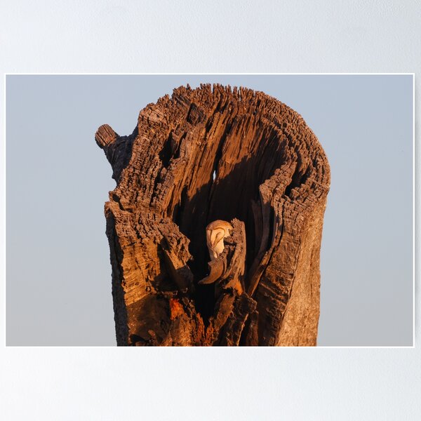 Item preview, Sleepy Barn Owl at sunset. designed and sold by scar.
