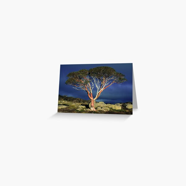 Item preview, Snow Gum designed and sold by Ern Mainka.