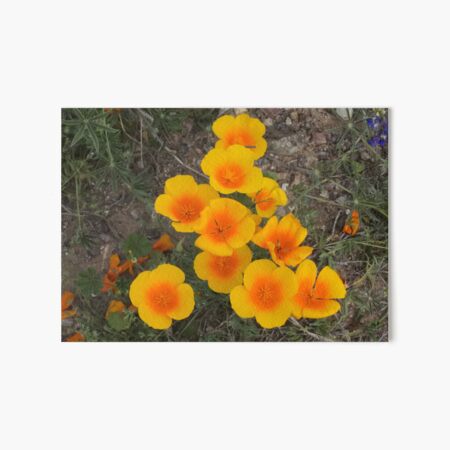 Item preview, California Poppies designed and sold by PatGoltz.