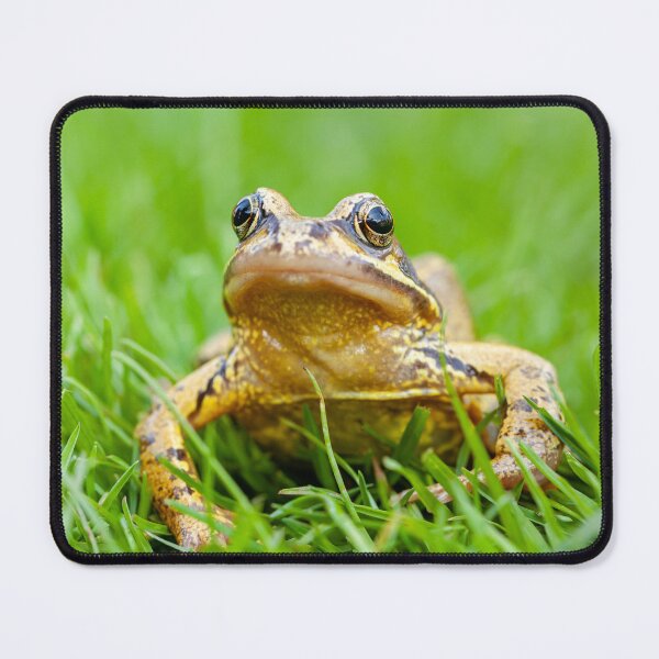Item preview, Frog Looking for his Princess on the lawn designed and sold by Dalyndigital Photography.