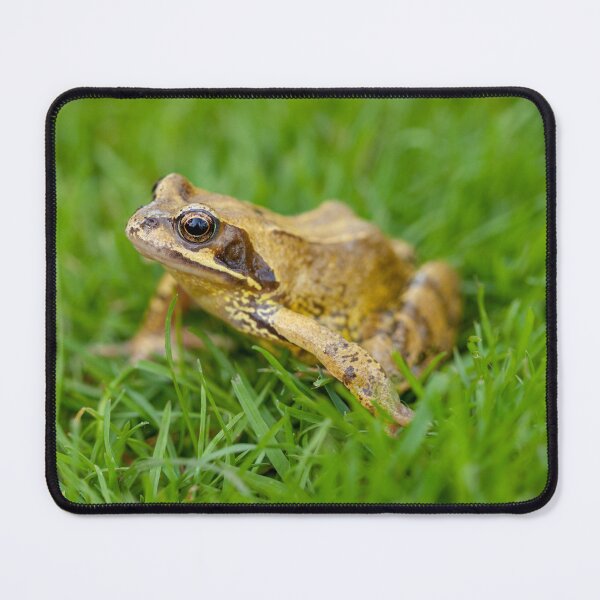 Item preview, Common frog sitting on the lawn designed and sold by Dalyndigital Photography.