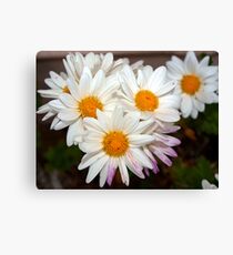 Tinged with purple Canvas Print
