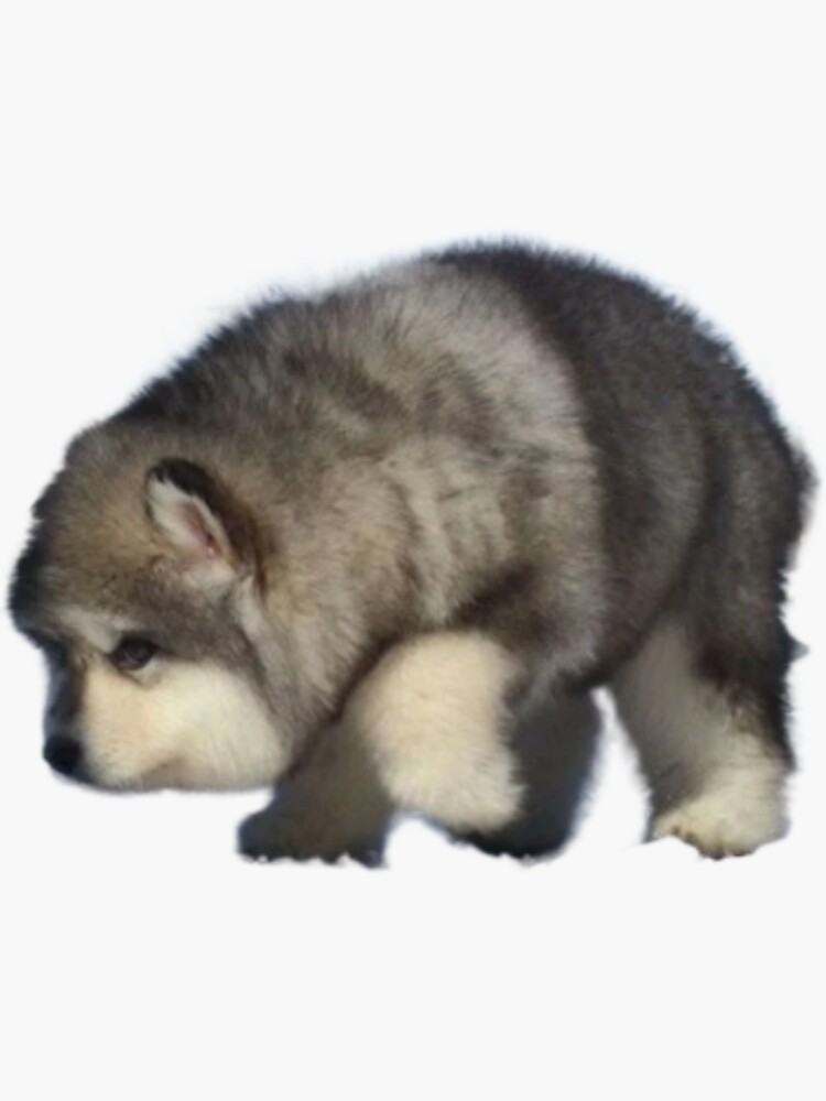 Haxwell Pugle Wuggle