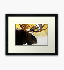 Big Bull Maine Moose Framed Print