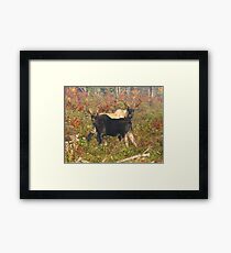 Maine Bull Moose x2 Framed Print