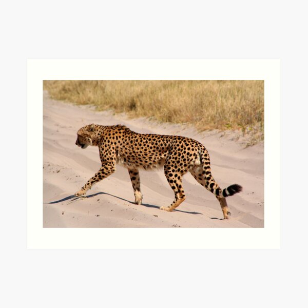 Cheetah Art Print