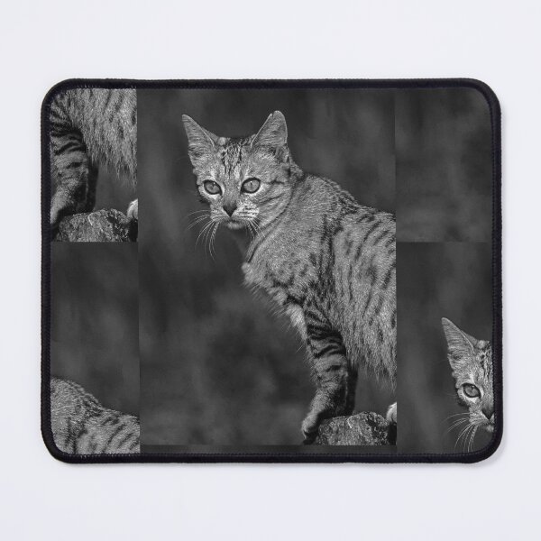 Item preview, r37 / finition 2023 - : " Ma chatte Bien-Aimée " Photo Okaio-Umin Créations Olavia-Olao designed and sold by o.okaïo.