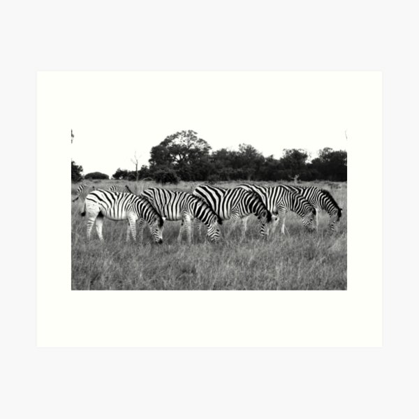 Zebra's Art Print