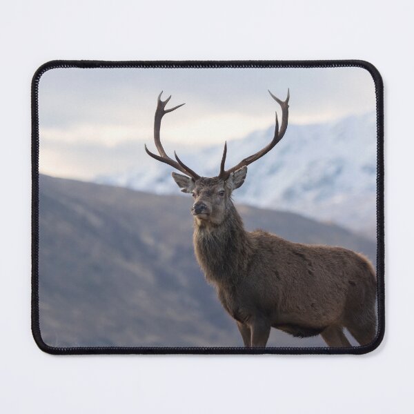 Item preview, Red Deer Stag in Highland Scotland designed and sold by derekbeattie.
