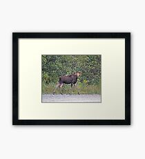 Maine Moose young bull Framed Print