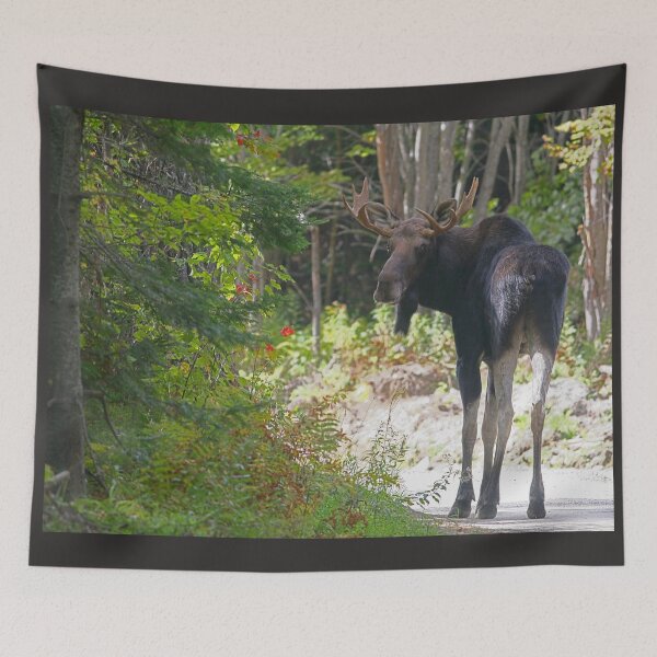 Item preview, Young Maine Moose bull designed and sold by Enola Gay Wagner.
