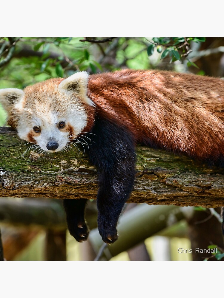 Red discount panda bag