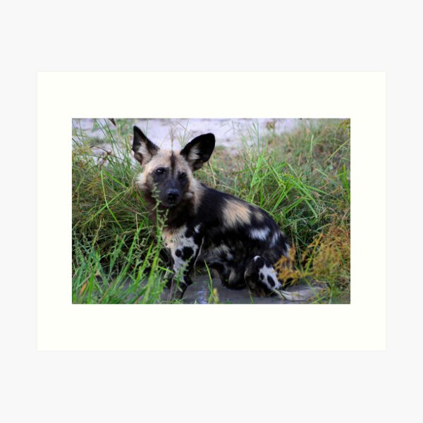 Wild Dog sitting in the water Art Print