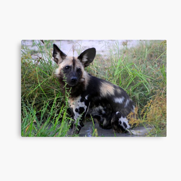 Wild Dog sitting in the water Metal Print