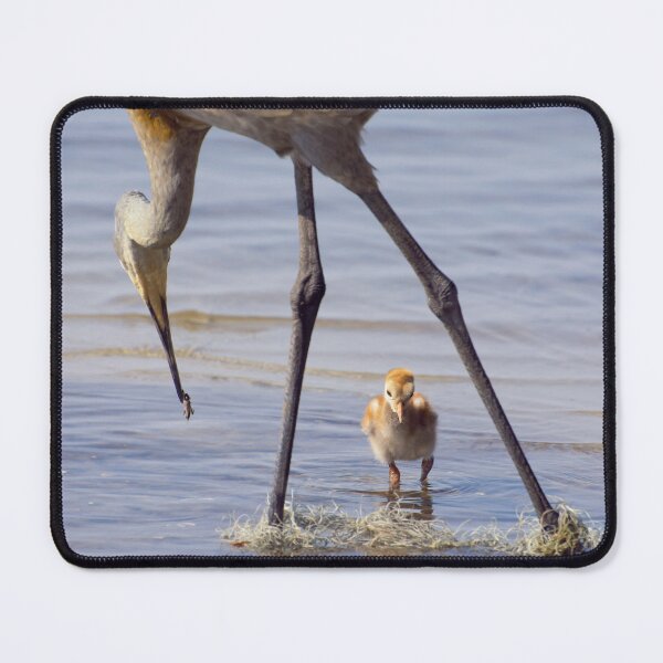 Item preview, Sandhill crane with chick in Florida lake designed and sold by Zina Stromberg.