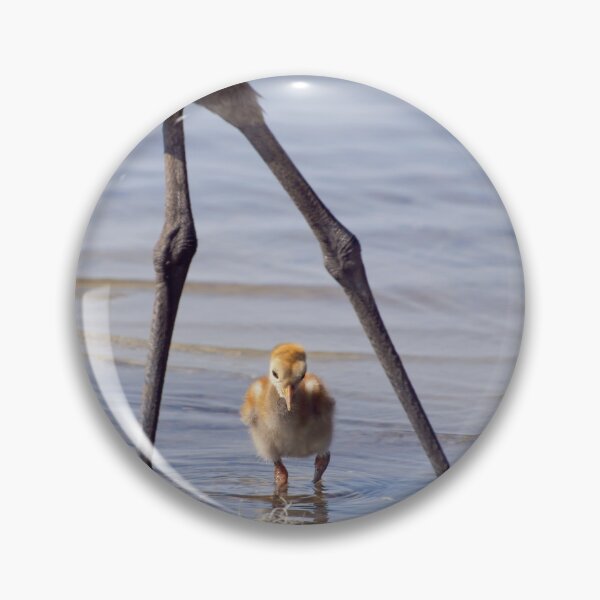 Item preview, Sandhill crane with chick in Florida lake designed and sold by Zina Stromberg.