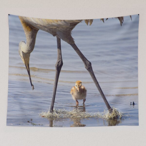 Item preview, Sandhill crane with chick in Florida lake designed and sold by Zina Stromberg.