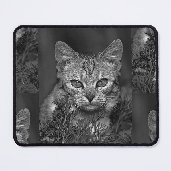 Item preview, r36 / finition 2023 -  : " Ma chatte Bien-Aimée " Photo  Okaio-Umin  Créations  Olavia-Olao designed and sold by o.okaïo.