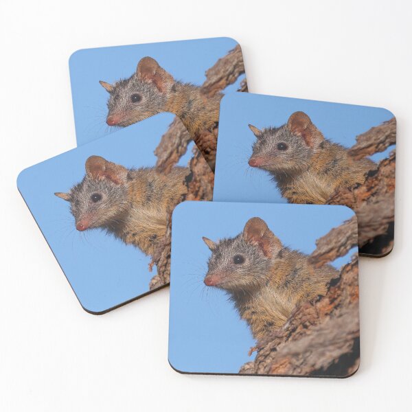 Item preview, Yellow-footed Antechinus  designed and sold by scar.
