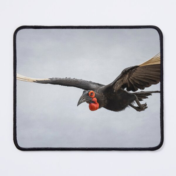 Item preview, Southern Ground Hornbill Zimbabwe Africa designed and sold by PhotoArt by Joan Carroll.