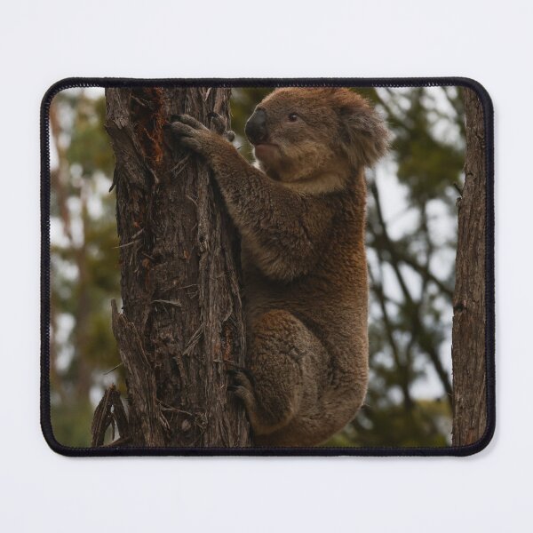 Aperçu de l'œuvre Koala créée et vendue par scar.