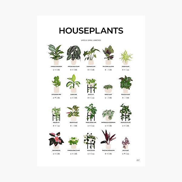 Item preview, Vine & Small Houseplants Chart designed and sold by Alo.