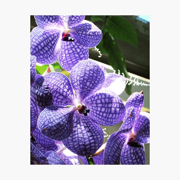 Purple Orchid Photographic Print
