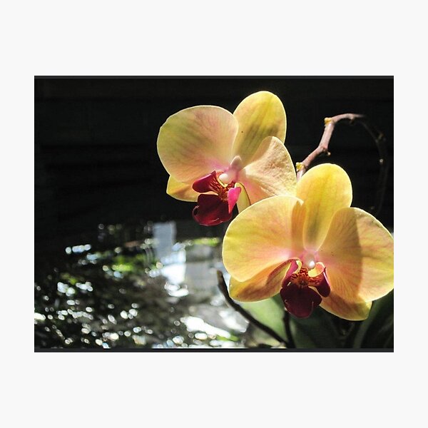 Golden Orchid Photographic Print
