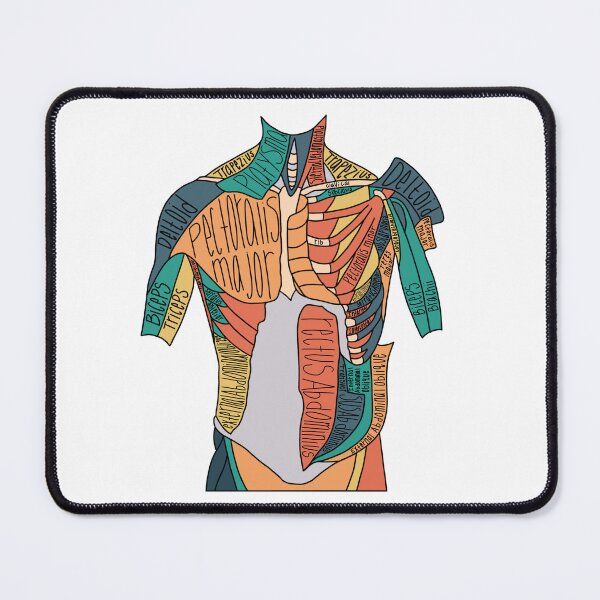 Item preview, Labeled Abdominal Muscle Anatomy  designed and sold by Katherine Winner.