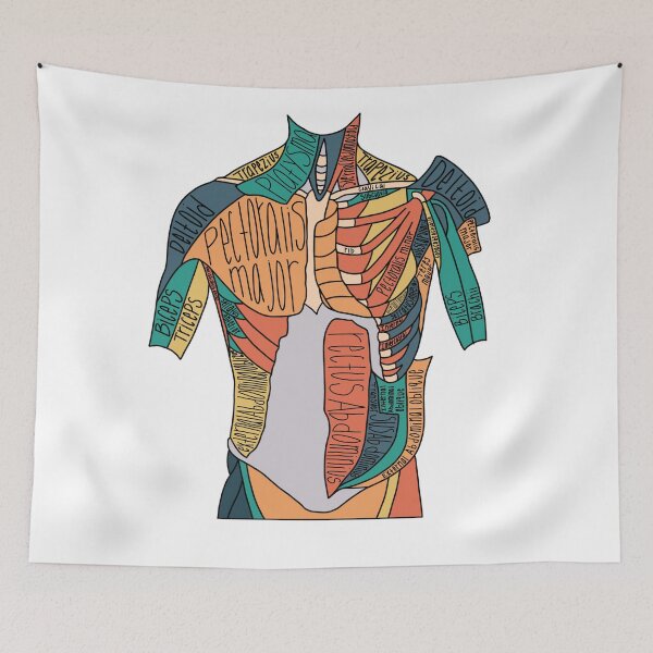 Item preview, Labeled Abdominal Muscle Anatomy  designed and sold by Katherine Winner.