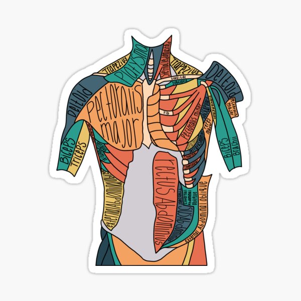 Anatomy Sticker Set  Cornerstone Educational Supply