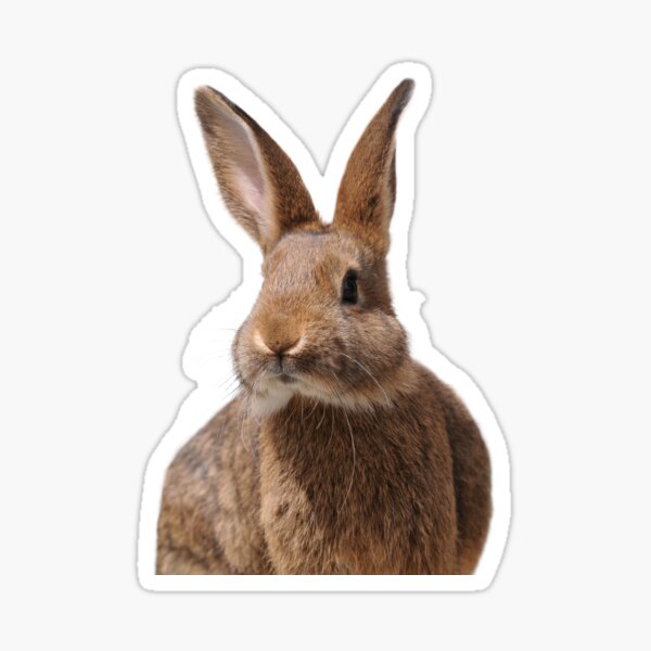 Aperçu de l'œuvre Tête de lapin marron créée et vendue par Schubbels-Tiere.
